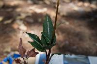 Goodyera striata image