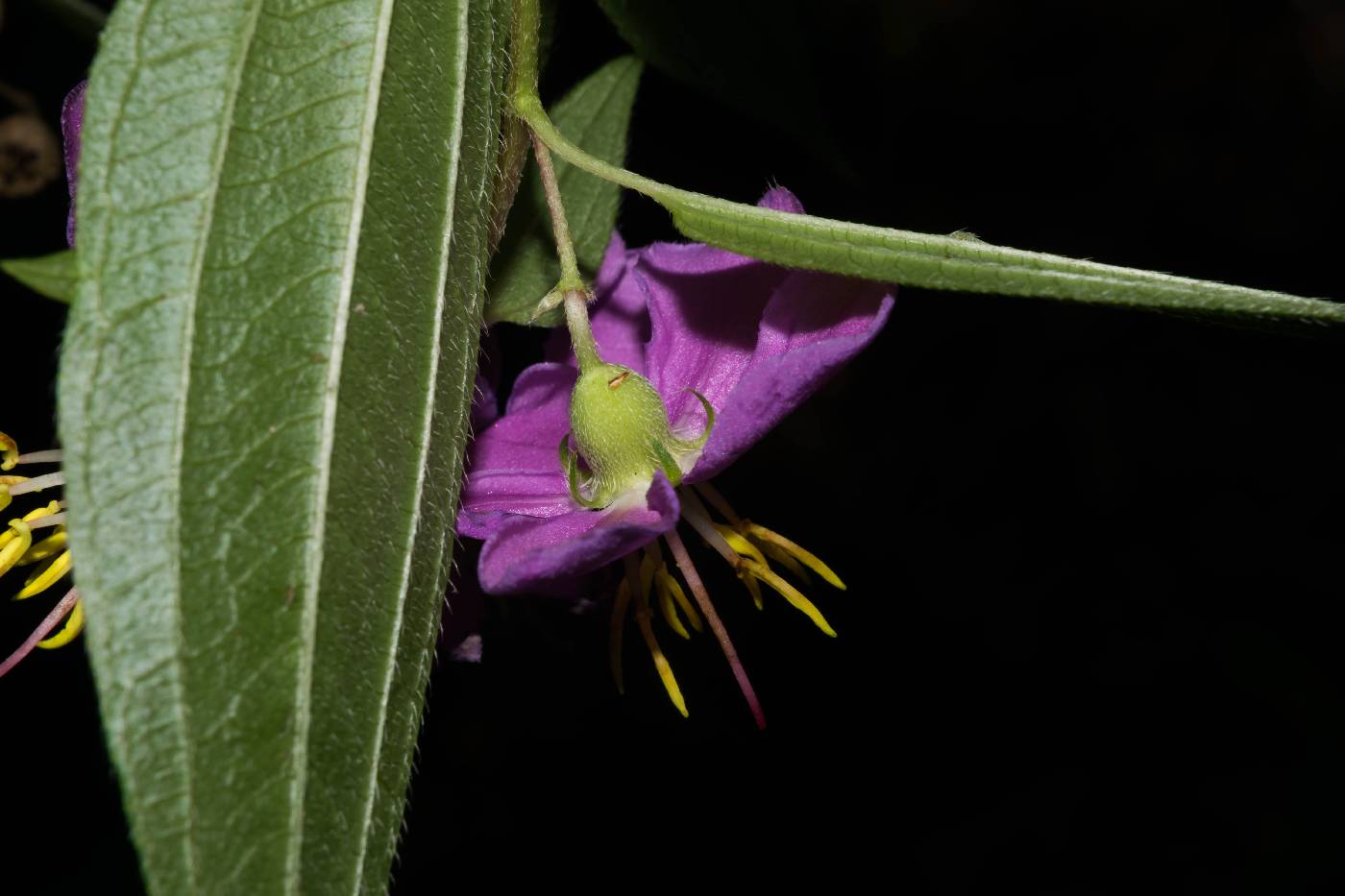 Chaetogastra almedae image