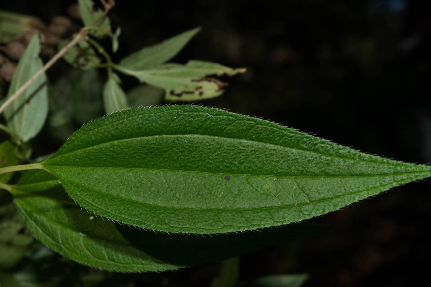 Chaetogastra almedae image