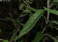 Salvia lavanduloides image