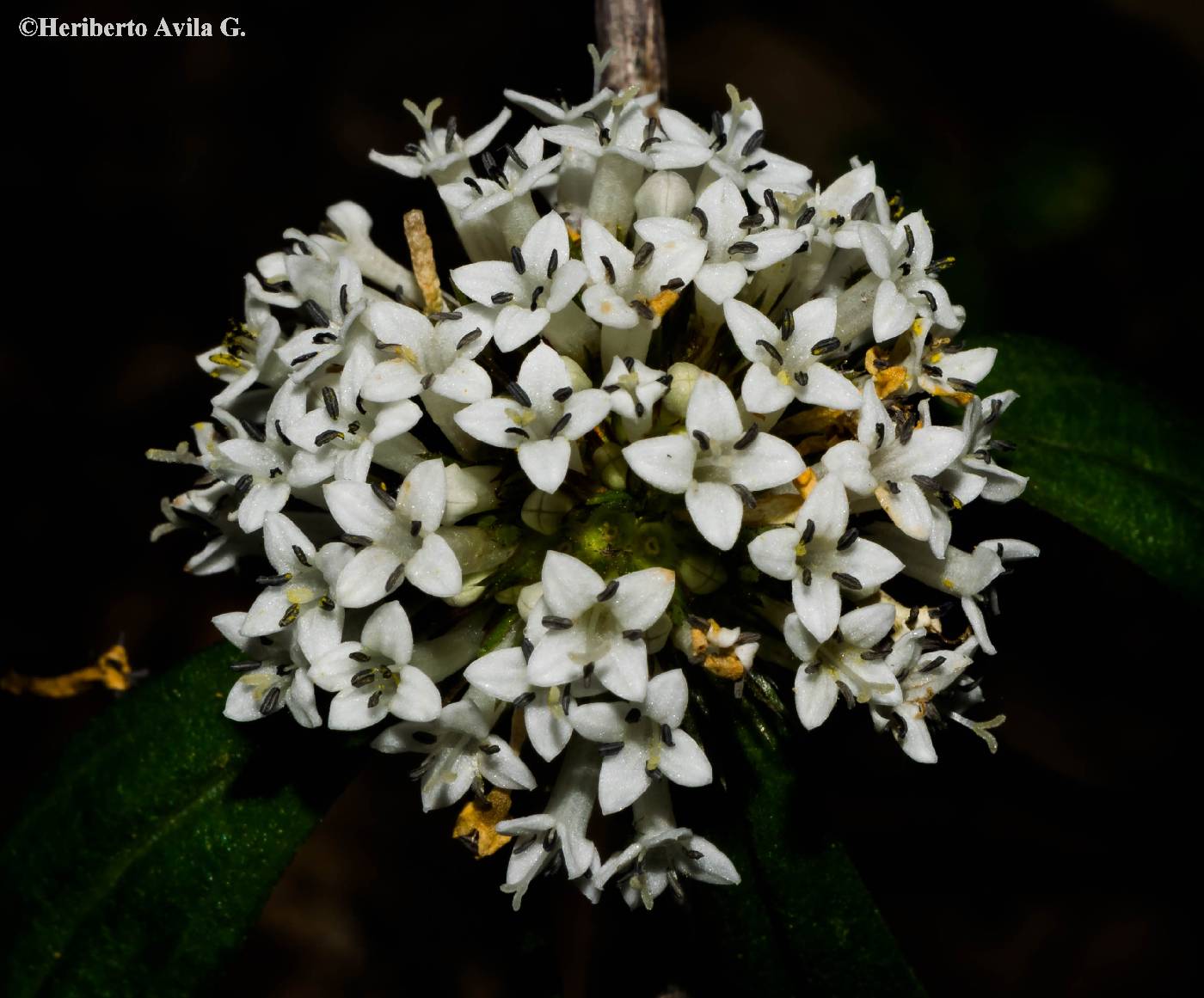 Borreria suaveolens image