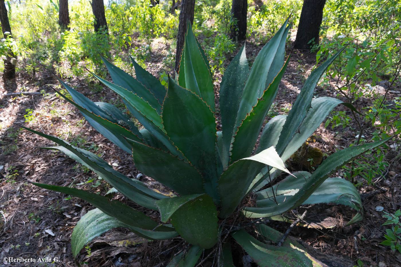 Agave maximiliana image