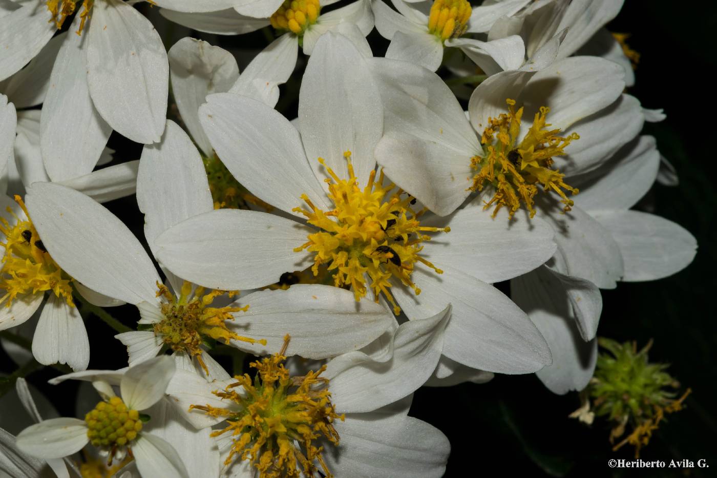 Montanoa leucantha image