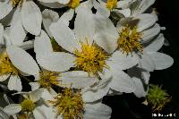 Montanoa leucantha subsp. arborescens image