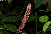 Phytolacca icosandra image