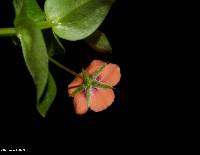 Lysimachia arvensis image