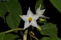 Image of Solanum ferrugineum