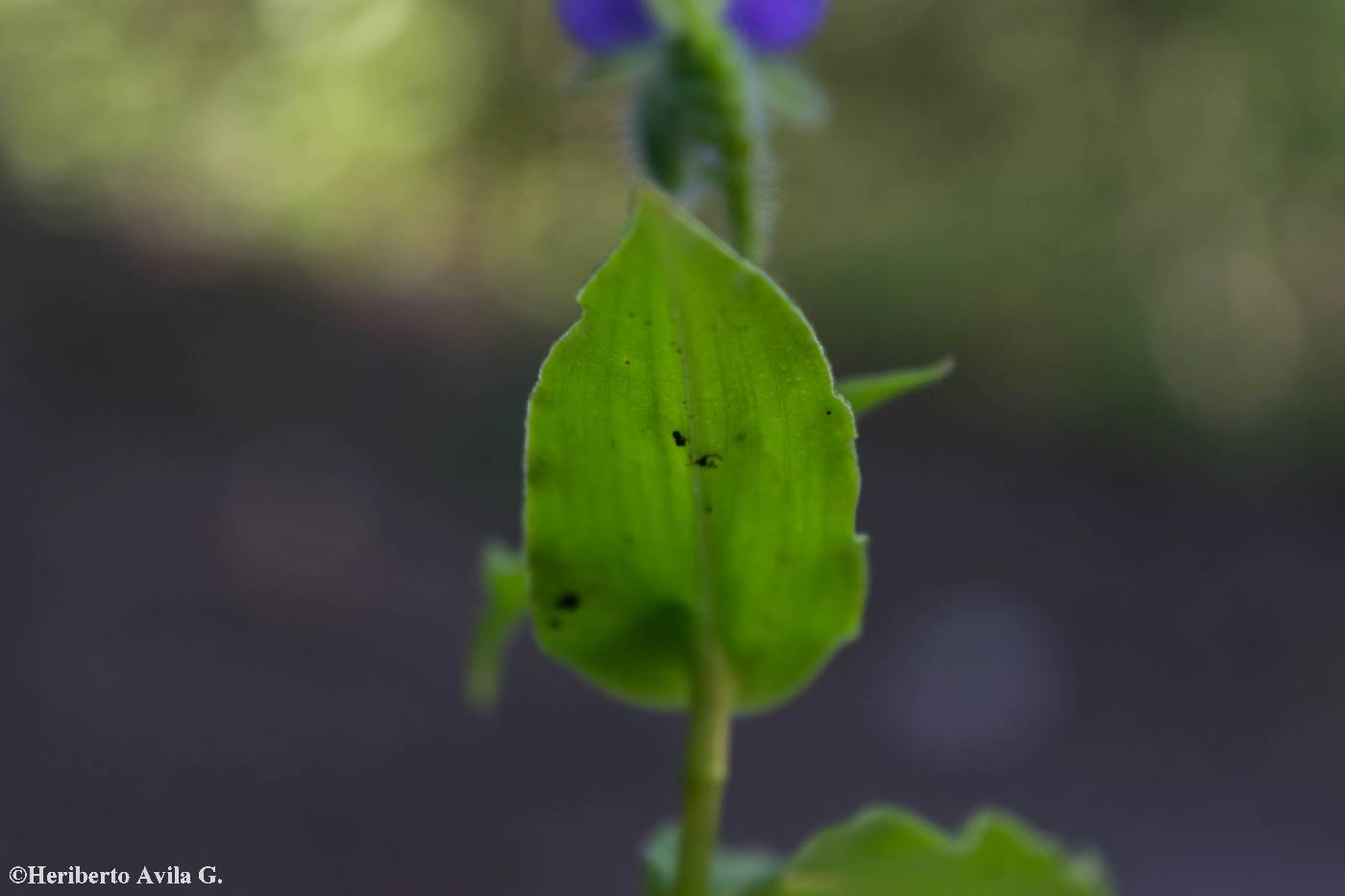 Tinantia erecta image