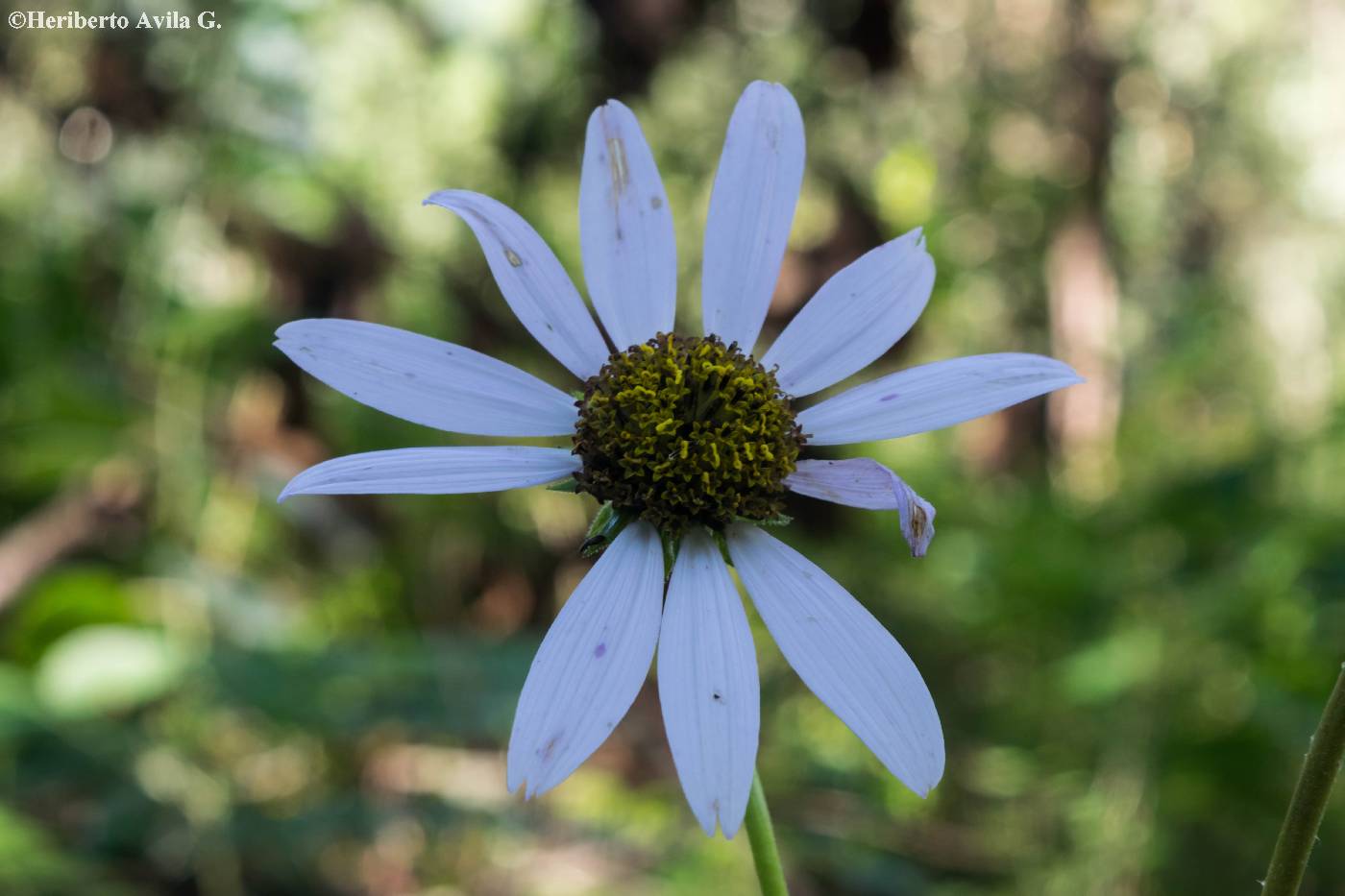 Iostephane heterophylla image