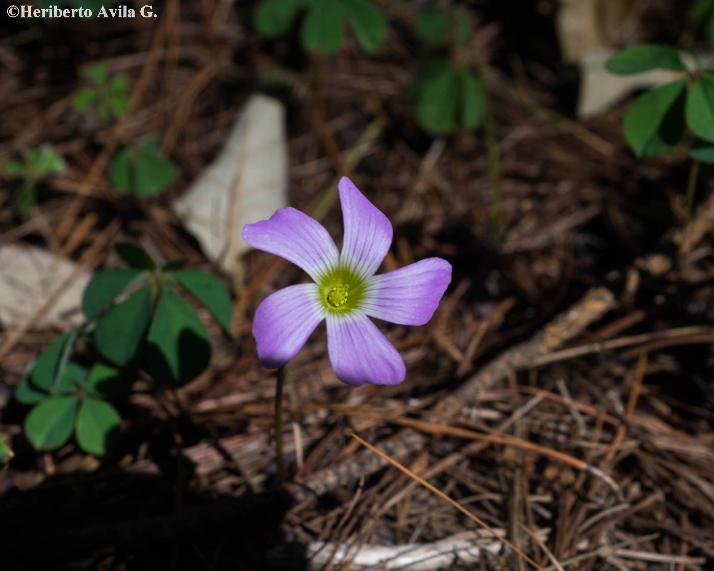 Oxalis hernandesii image