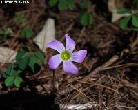 Oxalis hernandesii image