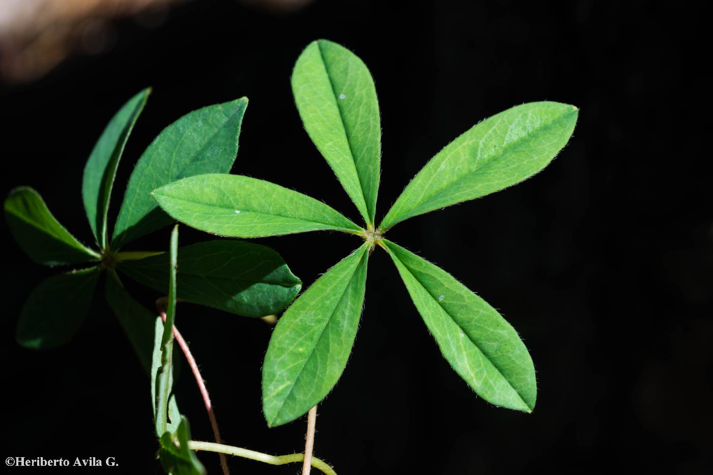 Oxalis hernandesii image