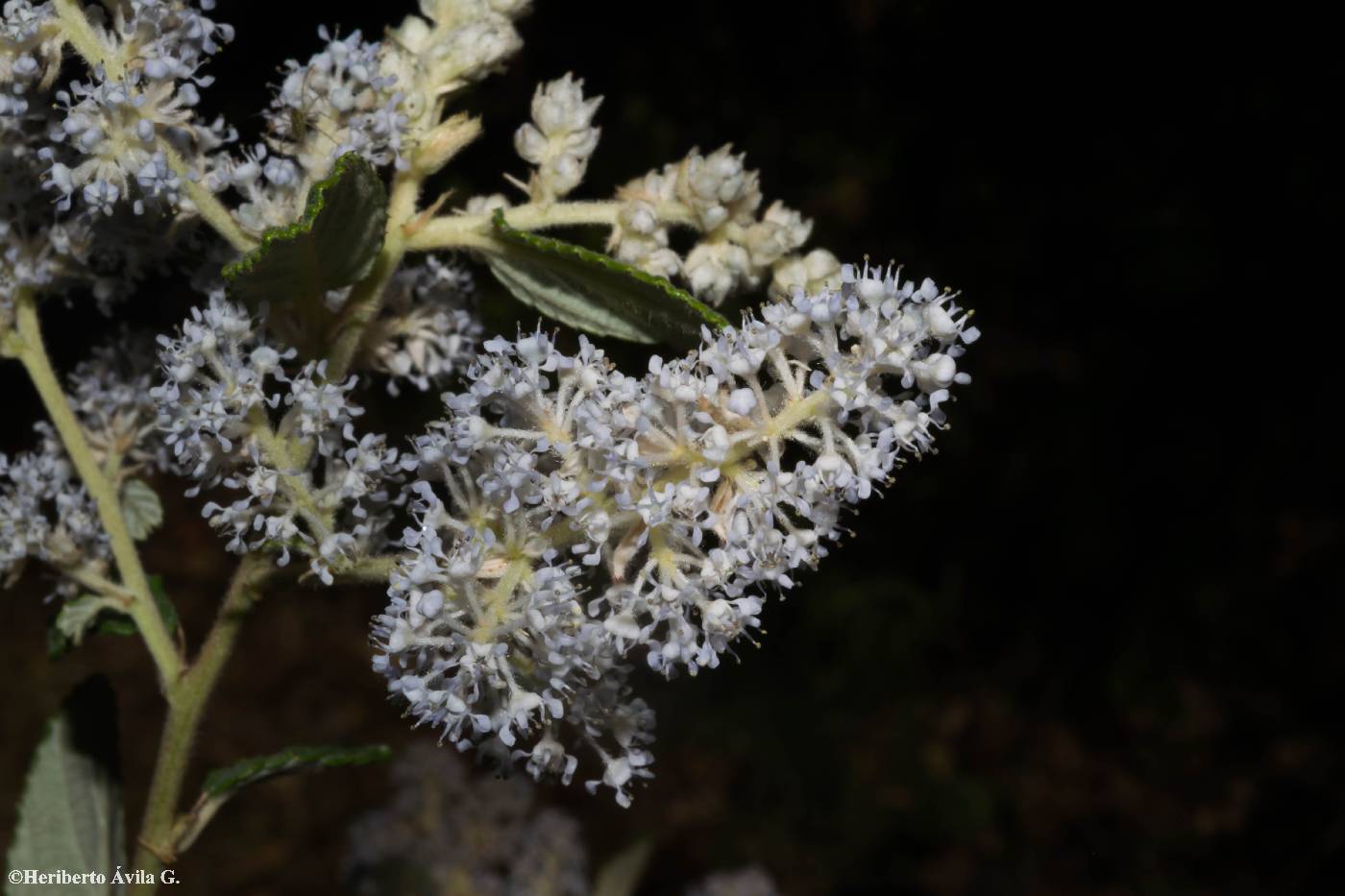 Ceanothus caeruleus image