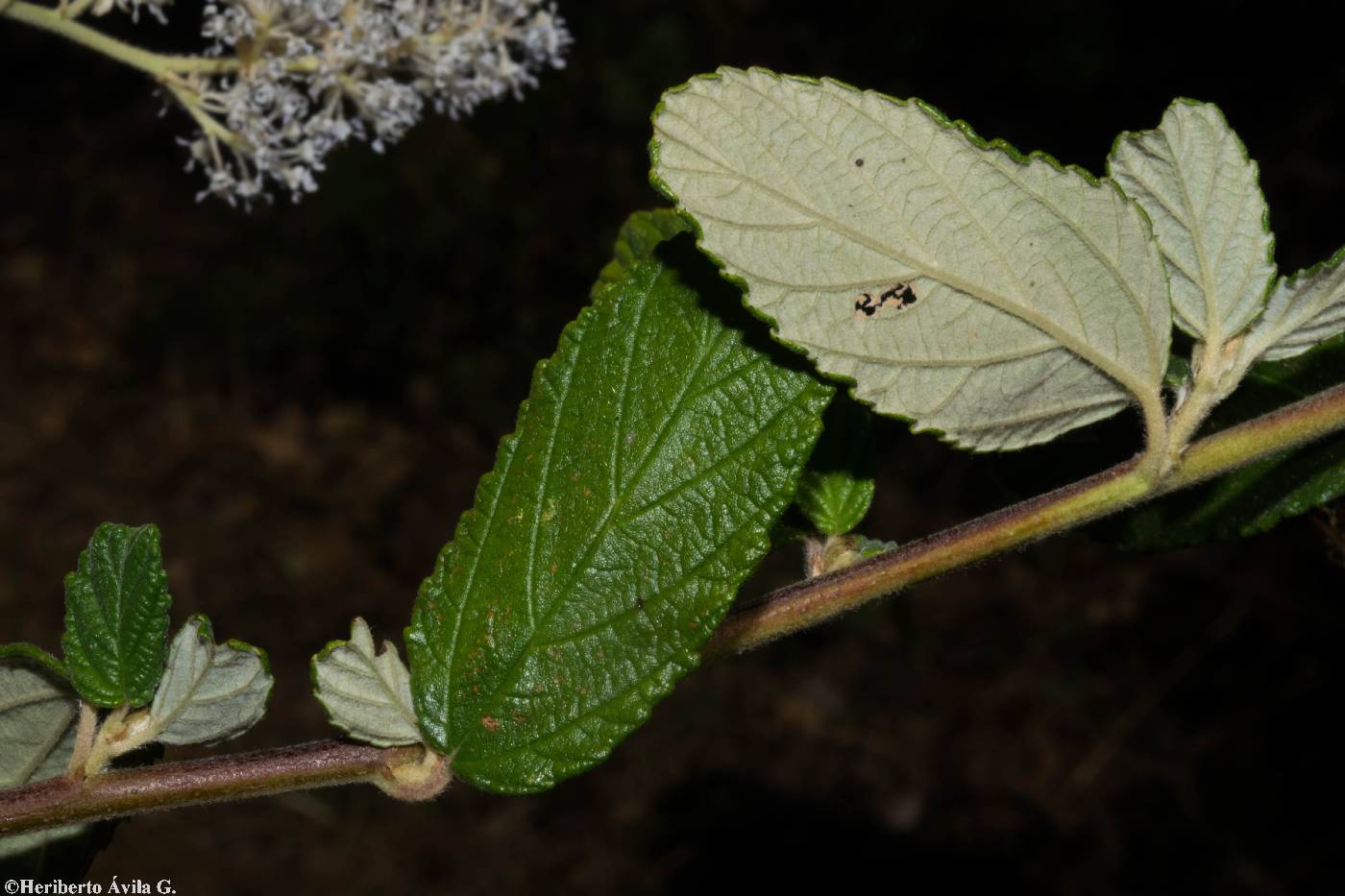 Ceanothus caeruleus image