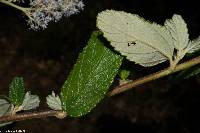 Ceanothus caeruleus image