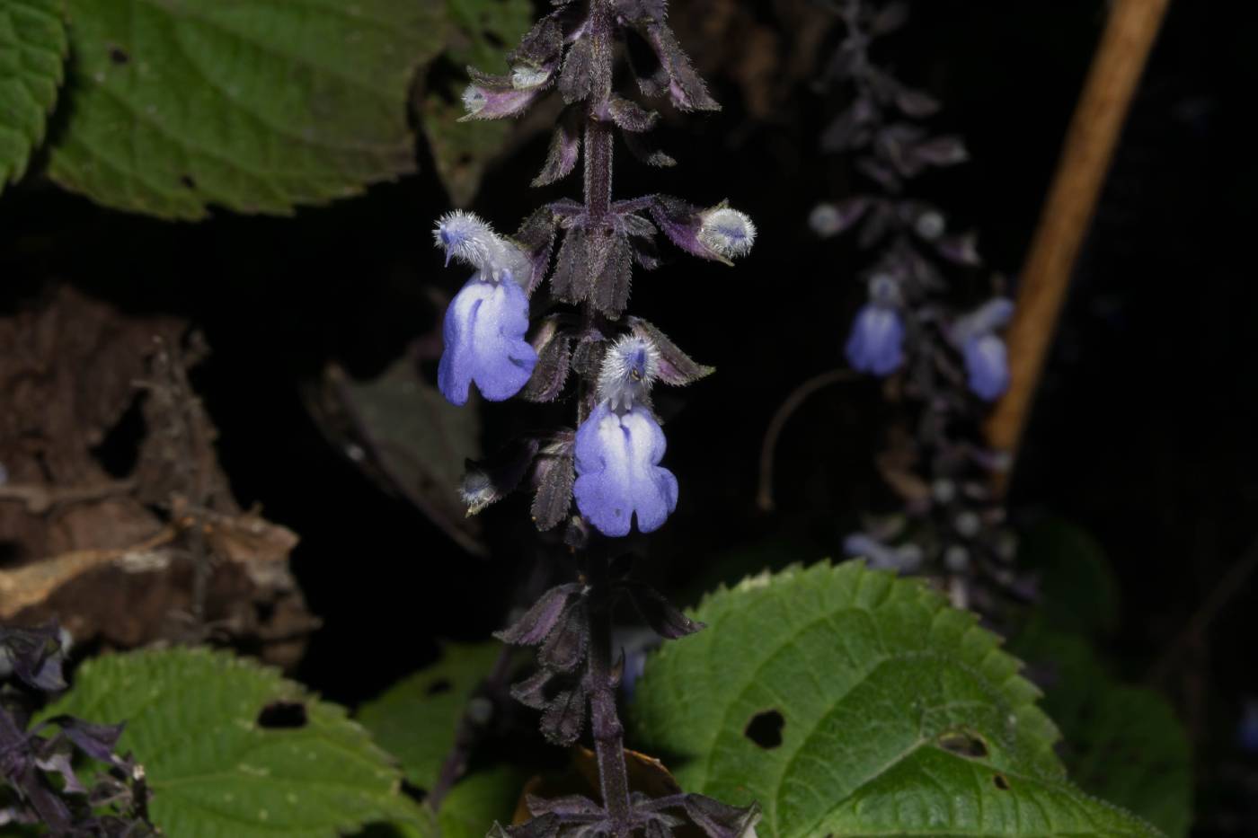 Salvia roscida image