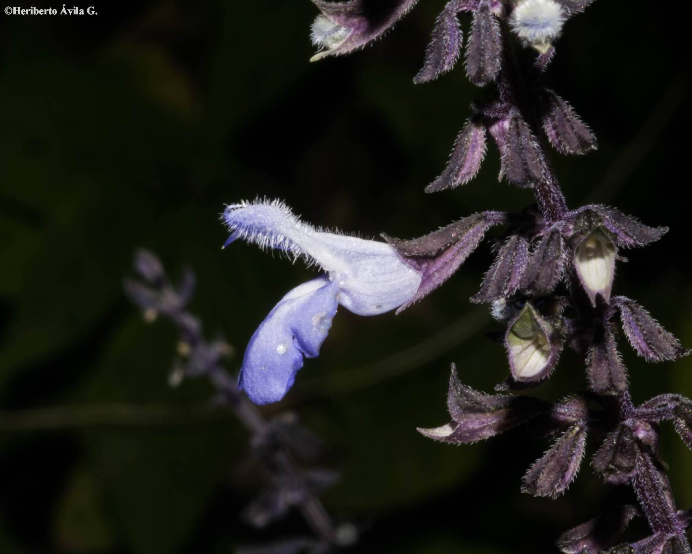 Salvia roscida image