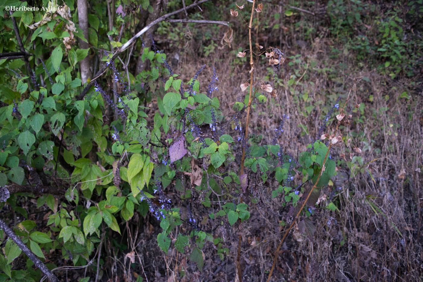 Salvia roscida image