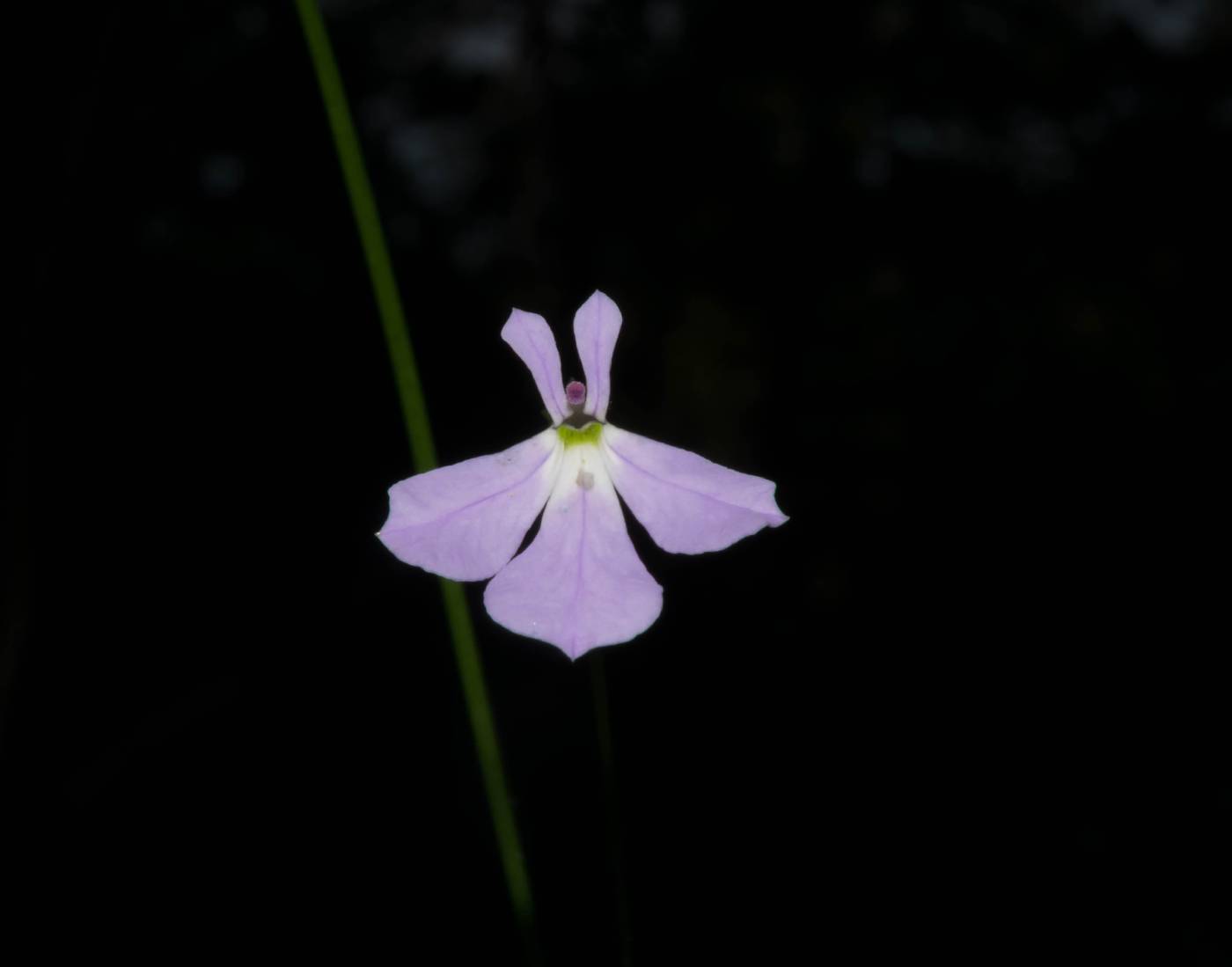 Lobelia goldmanii image