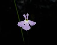 Lobelia goldmanii image