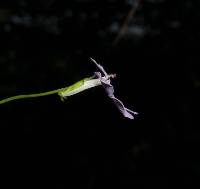 Lobelia goldmanii image