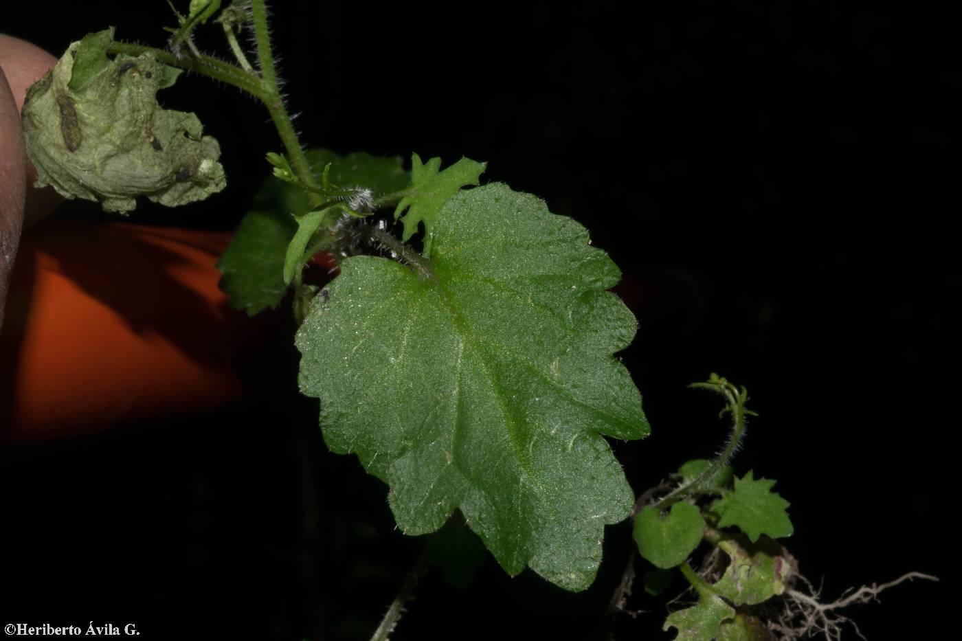 Lobelia goldmanii image