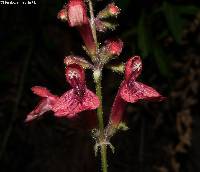 Stachys coccinea image