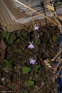 Lobelia goldmanii image