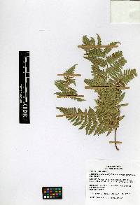 Pteridium aquilinum var. feei image