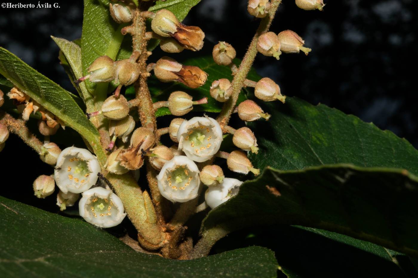 Clethra hartwegii image