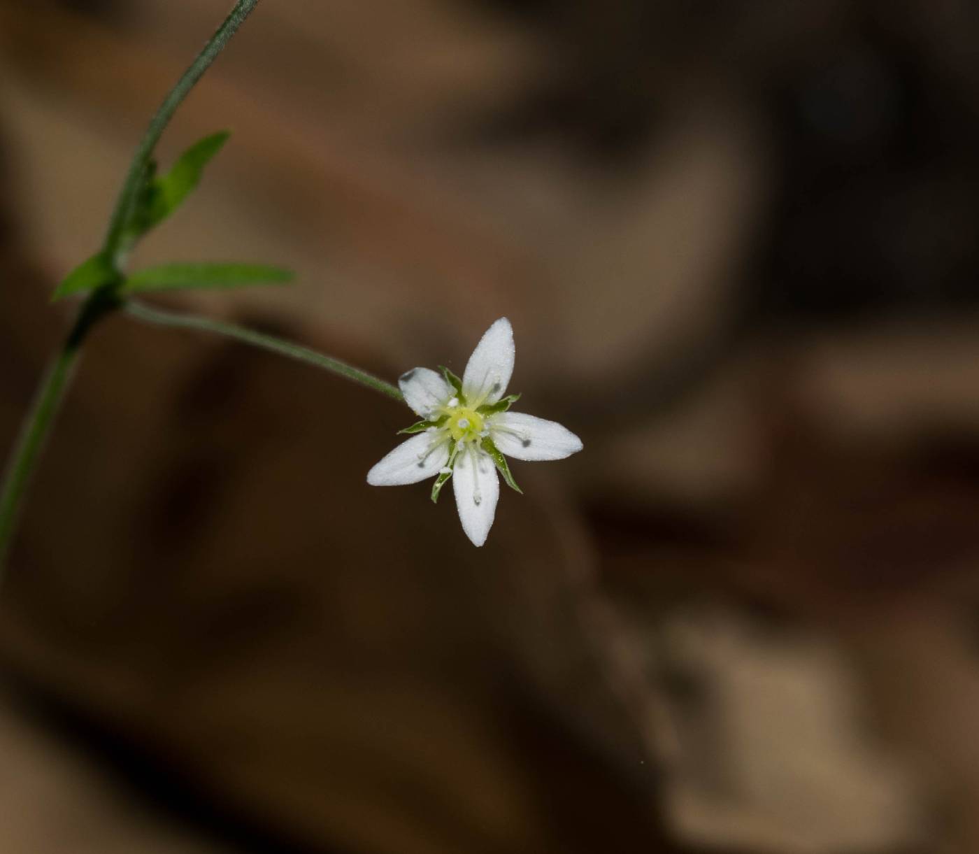 Arenaria lanuginosa subsp. lanuginosa image