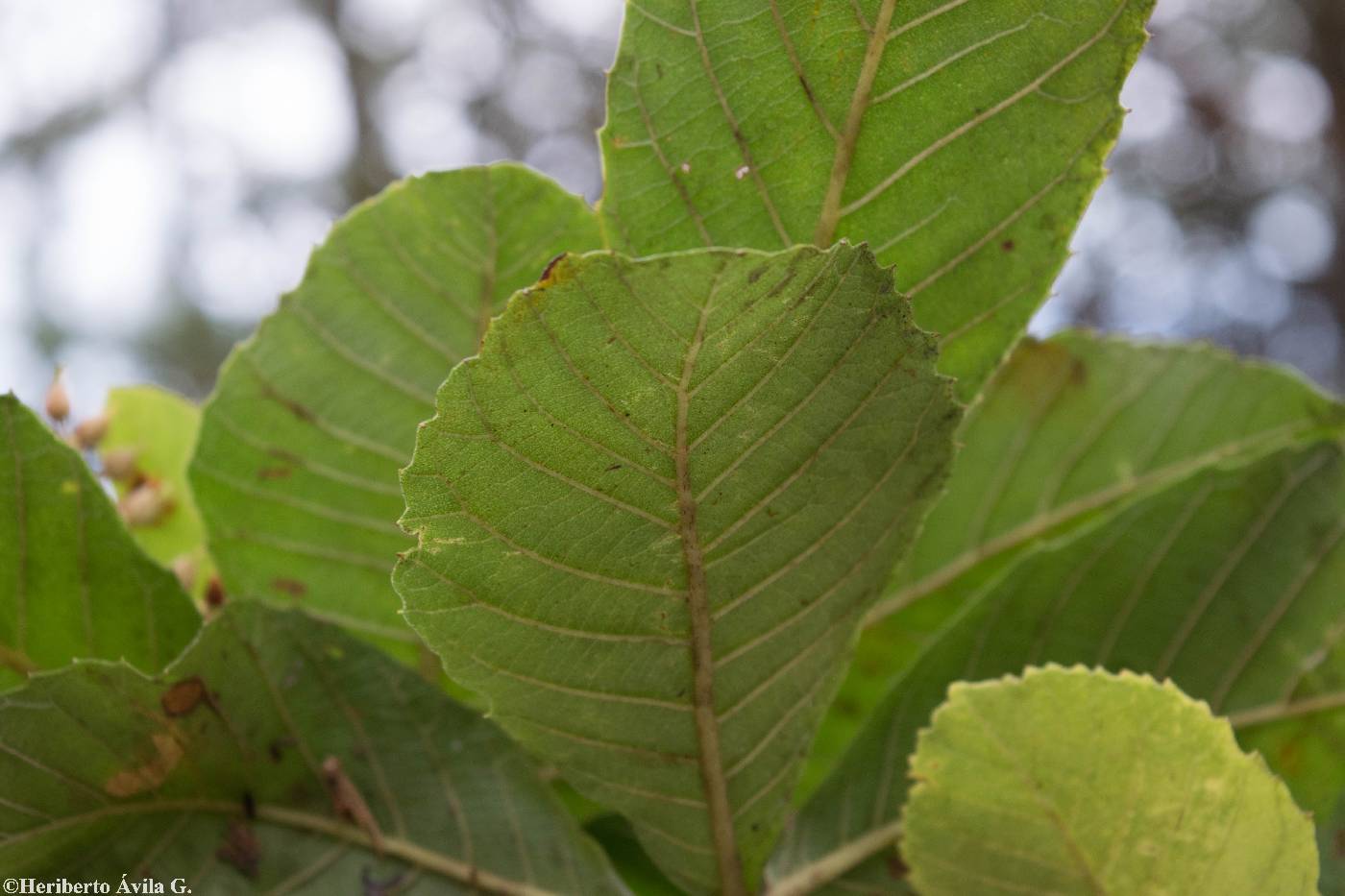 Clethra hartwegii image