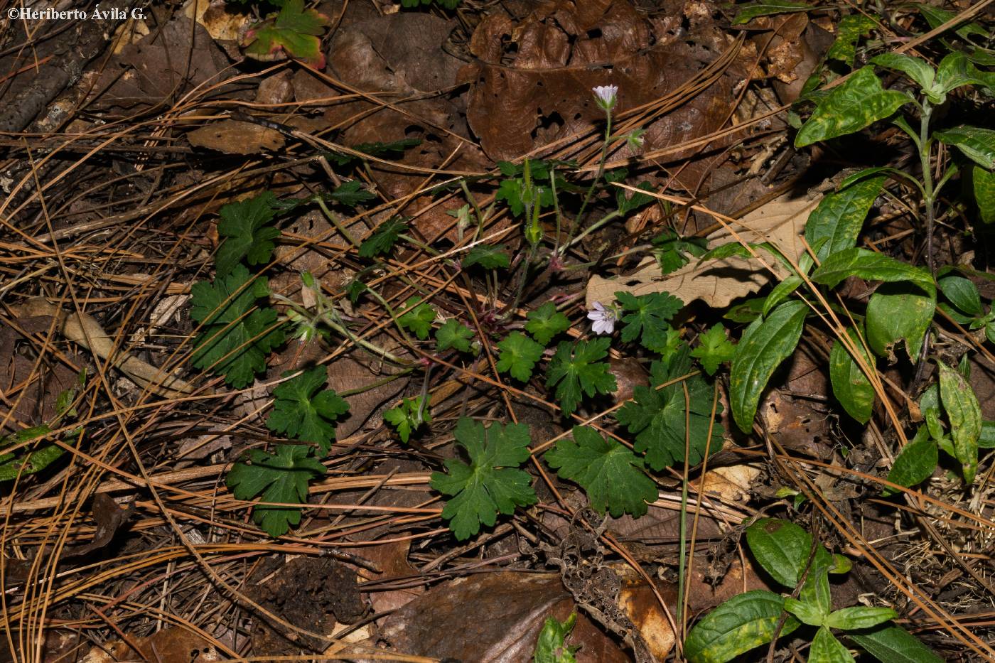 Geranium seemannii image