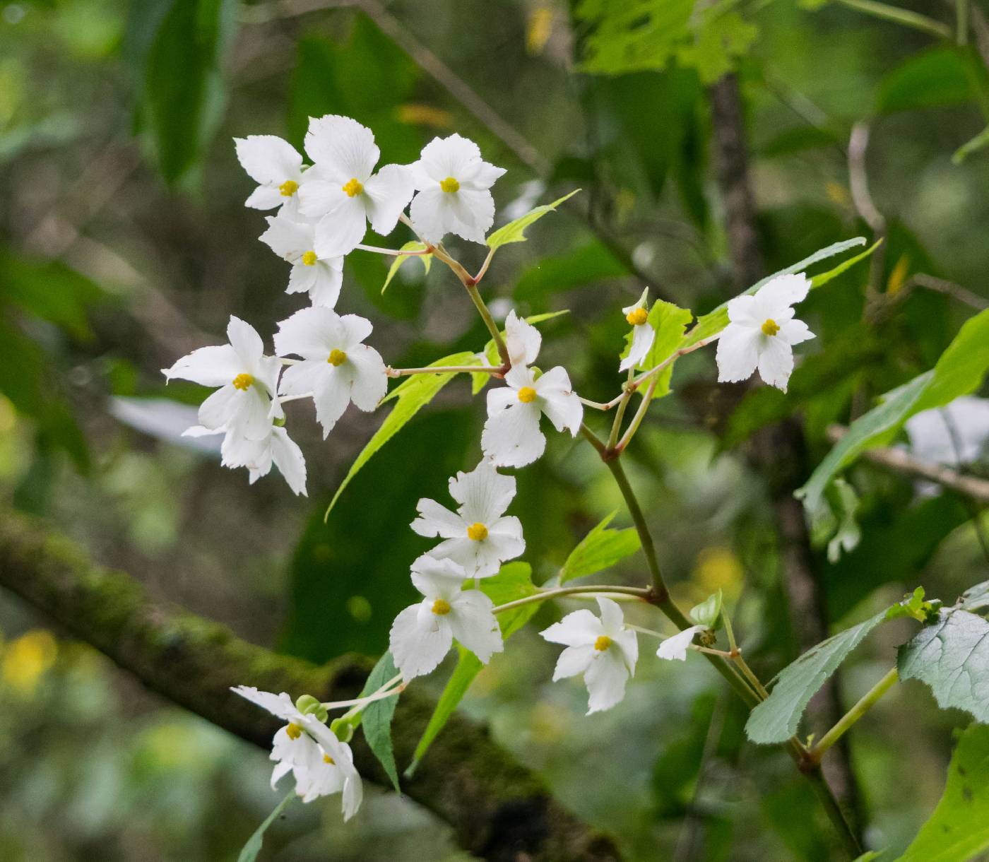 Begonia biserrata image