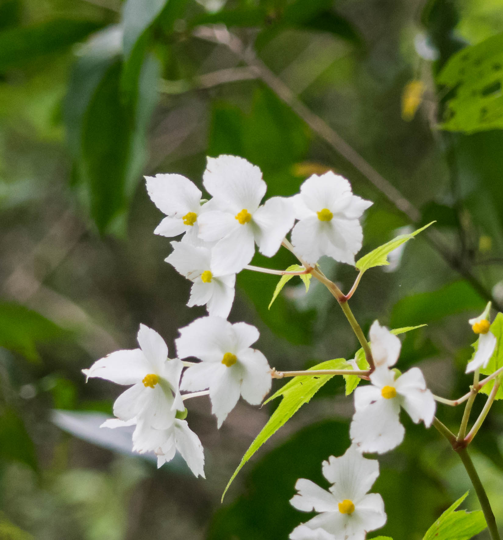 Begonia biserrata image