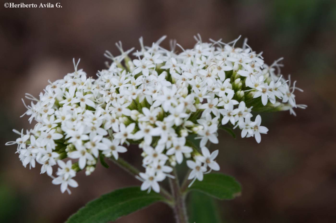 Stevia jaliscensis image