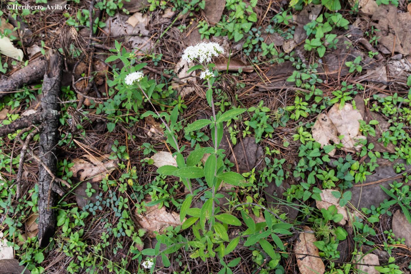 Stevia jaliscensis image