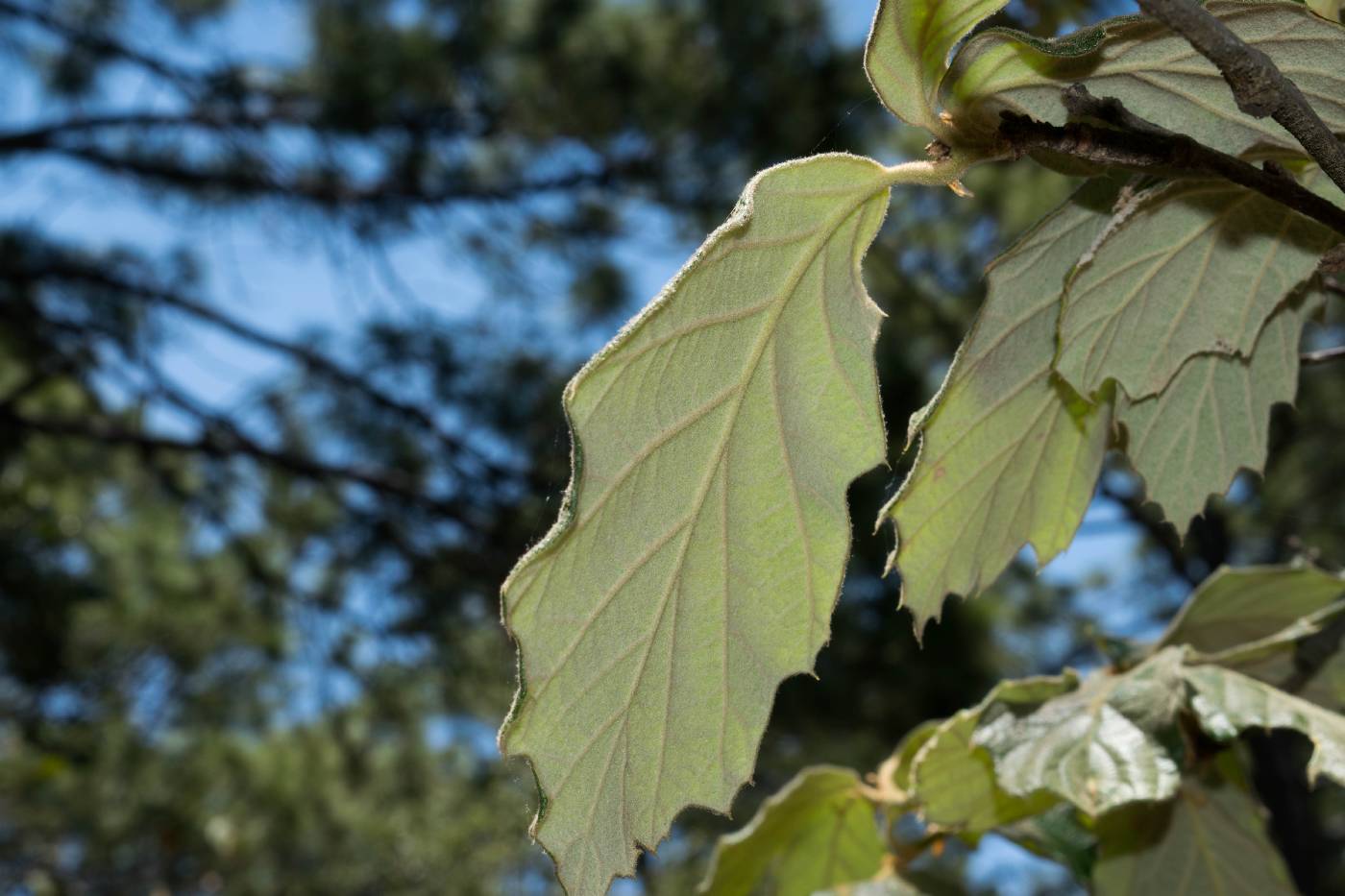 Quercus crassifolia image