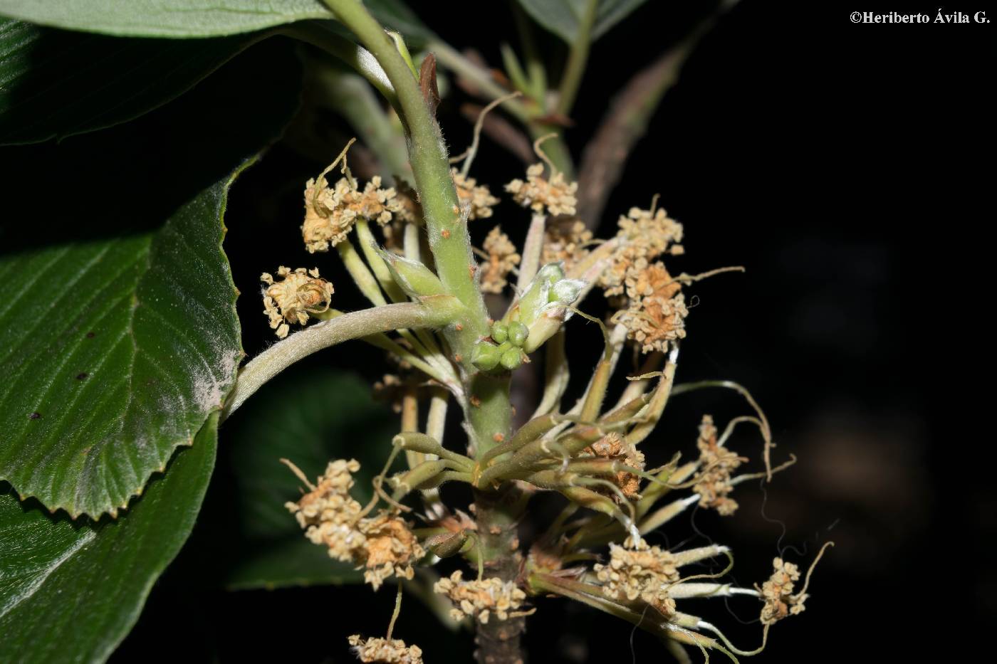 Cercocarpus macrophyllus image