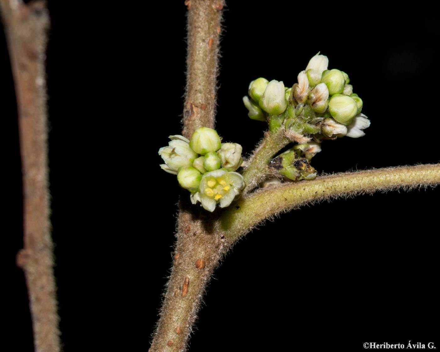 Rhus aromatica var. schmidelioides image