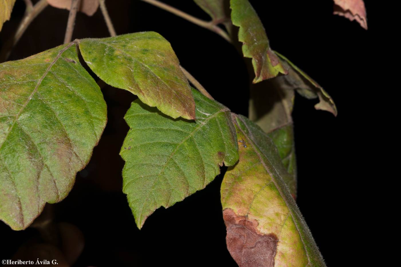 Rhus aromatica var. schmidelioides image