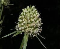 Eryngium mexiae image