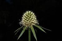 Image of Eryngium mexiae