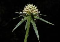 Eryngium mexiae image