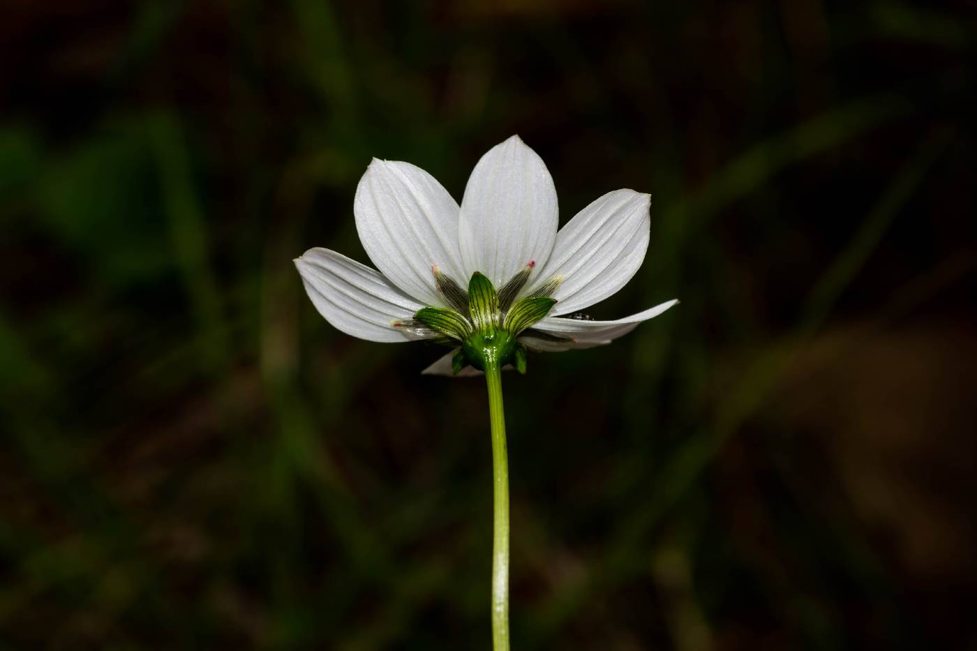 Cosmos palmeri image