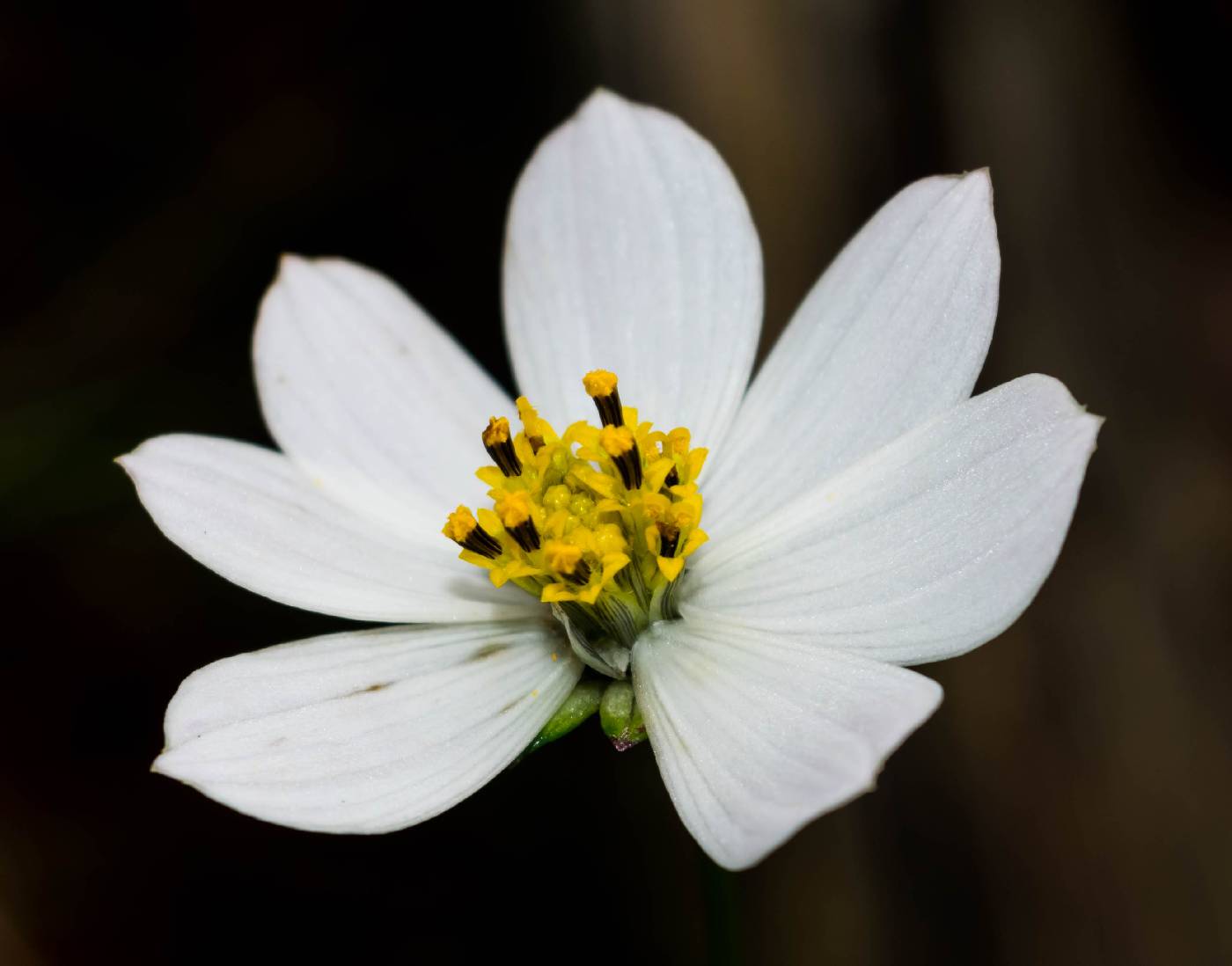 Cosmos palmeri image