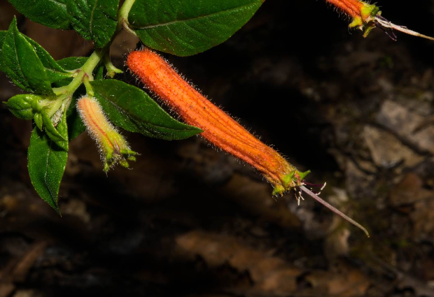 Cuphea appendiculata image