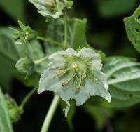 Jaltomata procumbens image