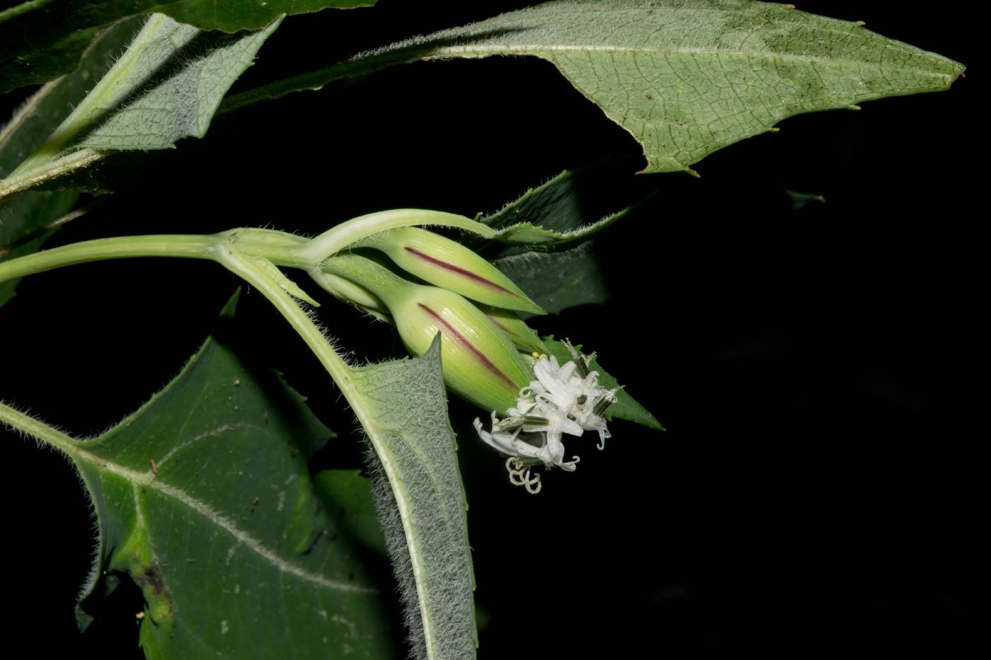 Guardiola mexicana var. mexicana image