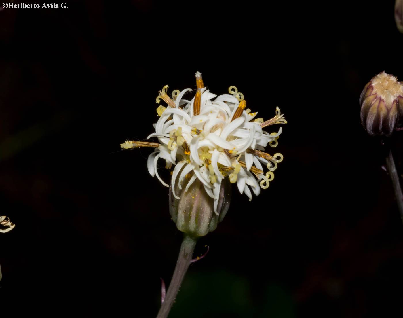 Psacalium pachyphyllum image